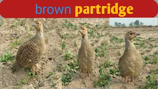 Brown Partridge pair love time ! Brown Partridge Beautiful voice ! Brown Partridge feed time !