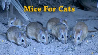 Cat Games - Catching Mice In Holes - Entertainment Videos For Cats to Watch - 10 Hours