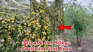 3Tips: Get 50 KG Fruit in First Year From Apple Ber Farming