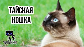 ✔ Тайская кошка. Чем отличается тайская порода кошек от сиамской?