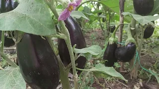 Natural fertilizers for big and beautiful eggplants