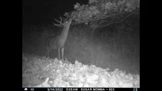 This buck has not added mass to his antlers | Deer Hunting | Wisconsin