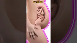 Week by Week Pregnancy | From Week 04 To 40 Pregnancy Animation and Baby Development Amazing Journey
