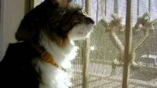 Maine Coon Chattering at Birds