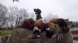 GoPro Pheasant Hunt