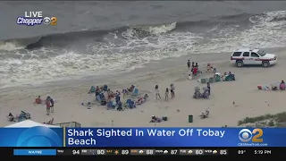 Shark Spotted In Water Off Tobay Beach