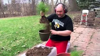 Mandrake Re Potting