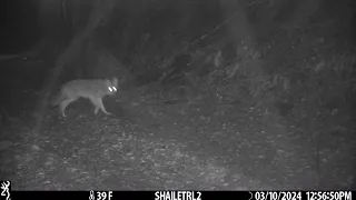 COYOTES, around Cabin 4 24