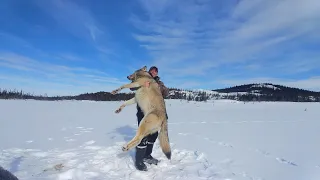 A Newfoundland Coywolf hunt , maybe a wolf!(UPDATE, ITS BEEN DETERMINED TO BE AN HYBRID)