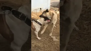 🔥kangal👑