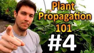 Plant Propagation 101 #4 | How to Acclimate Your Rooted Cuttings to Less Humidity