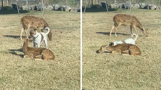 Dog tries to blend in with a deer herd #shorts