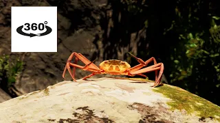 [VR 360°] fan-made Crab Rave (by Noisestorm): Snow Crab Rave Virtual Reality 360° Music Video