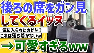 【2ch動物スレ】後ろの席をガン見し続ける犬さんが可愛すぎたｗ