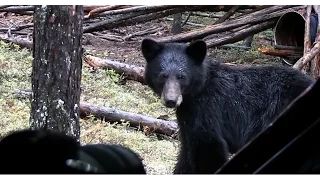 2015 Spring Bear Hunt