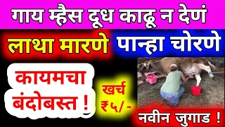 गाय म्हैस दूध काढू न देणं,लाथा मारणे & पान्हा चोरणे 2 दिवसांत बंद 5 रुपयात।cow milking time problem