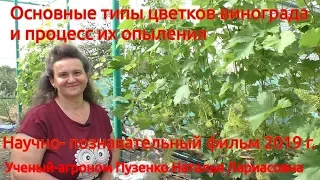 1. Типы цветков винограда и процесс их опыления (Пузенко Наталья Лариасовна)