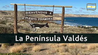 Avistaje de BALLENAS y recorrido por la PENÍNSULA de Valdés 🐋 desde PUERTO MADRYN (Argentina)