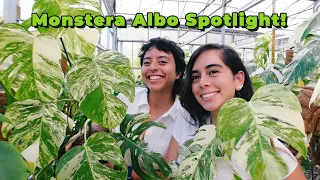 What we've learned from growing thousands of Monstera Albos in our South Florida Greenhouse!