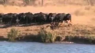 Battle at Kruger