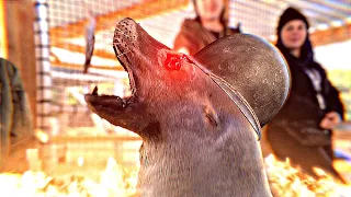 The US Navy Trained This Sea Lion to Play Video Games