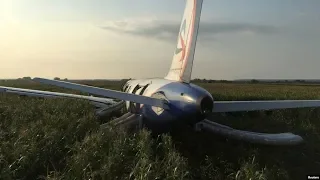 Об опасности предупреждали. Чайки и свалки в районе Жуковского