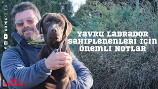 Yavru Labrador Sahiplenenleri İçin Önemli Notlar