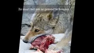 Verschil tussen wolf en hond !