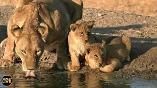 safariLIVE - Sunset Safari - August 03, 2019