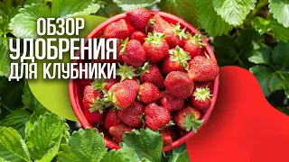 Удобрения для клубники: популярные подкормки, сравнение удобрений.