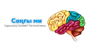 Соңғы ми | Telencephalon