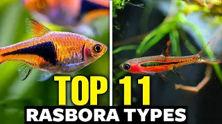 The 11 Best Types of Rasboras 🐟