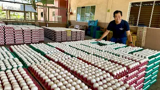 EGG LAYER: Pang BIG TIME business! Mag START sa 10,000 HEADS para EFFICIENT