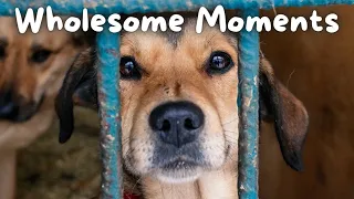 Why EVERYONE Should ADOPT DOGS 😍 | Wholesome Moments