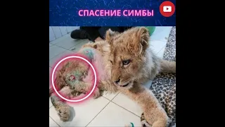 Плакали все-Симба стал жертвой фотографов-живодёров #animals