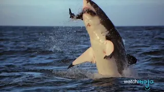 Top 10 Most Horrific Shark Attacks That Actually Happened 2018