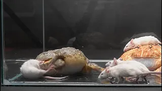 Pacman Frog and African Bullfrogs eats adult mice WARNING LIVE FEEDING!! (Short version)