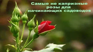 САМЫЕ НЕ КАПРИЗНЫЕ РОЗЫ ДЛЯ НАЧИНАЮЩИХ САДОВОДОВ!