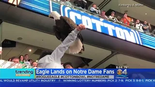 Trending: Cotton Bowl Eagle