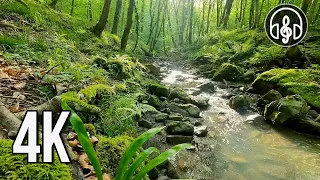 A gentle relaxing stream with birdsong in the May mountain forest.