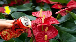 1 Can of Coca-Cola Makes The Entire Anthurium Garden Bloom Miraculously
