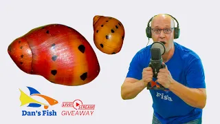 Ep.299 Red Onion Nerite Snail GIVEAWAY