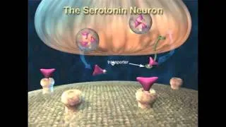 Lysergic Acid Diethylamide