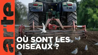 Les oiseaux victimes de l'intensification agricole | Décryptage | ARTE