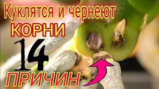 ☝️ Вот от чего закукливаются корни орхидеи❗️❗️❗️ Как раскуклить и заставить расти🚀