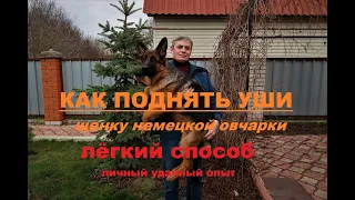 КАК БЫСТРО ПОСТАВИТЬ УШИ ЩЕНКУ НЕМЕЦКОЙ ОВЧАРКИ//ПОДКЛЕЙКА УШЕЙ ЩЕНКУ//БЫСТРЫЙ СПОСОБ