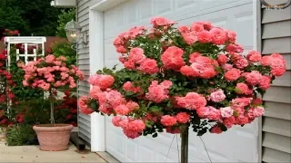 Beautiful Rose Garden - The Most Beautiful Roses in the world