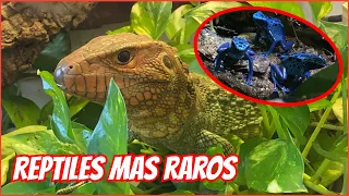 LOS REPTILES MÁS RAROS DEL CRIADERO!!! 🐲🐉🦎🐍🐢