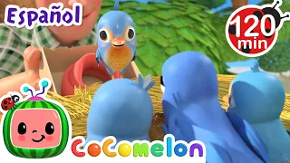 Itsy Bitsy Pajarito | CoComelon y los animales 🍉| Dibujos para niños