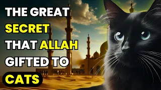 10 AMAZING MYSTERIES of CATS in ISLAM